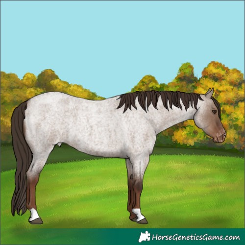 Horse Color:Liver Red Dun Roan Appaloosa 