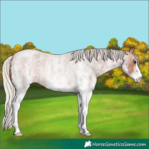 Horse Color:White Spotted Silver Bay Roan Rabicano