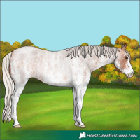 Horse Color:White Spotted Silver Bay Roan Rabicano