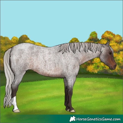 Horse Color:Silver Brown Roan
