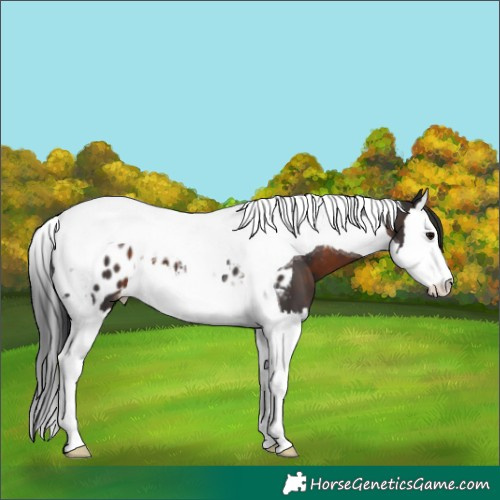 Horse Color:Brown Splash Tobiano Appaloosa 
