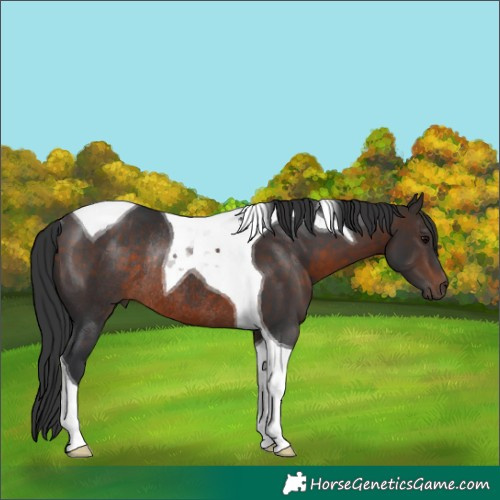 Horse Color:Brown Tobiano Rabicano