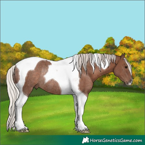 Horse Color:Silver Black Tobiano Rabicano 