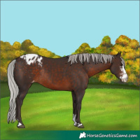 Horse Color:Silver Brown Sabino Appaloosa Rabicano