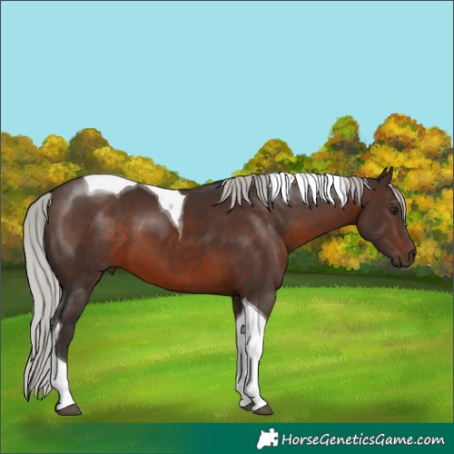 Horse Color:Silver Brown Tobiano 