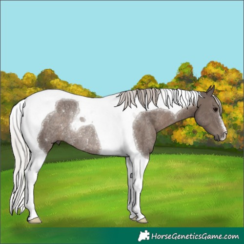 Horse Color:Silver Black Tobiano Rabicano