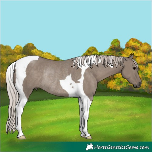 Horse Color:Silver Grullo Tobiano Rabicano
