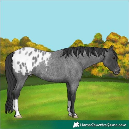 Horse Color:Blue Roan Appaloosa 