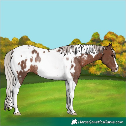 Horse Color:Silver Black Tobiano Blanket Rabicano 