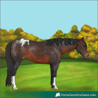 Horse Color:Brown Appaloosa