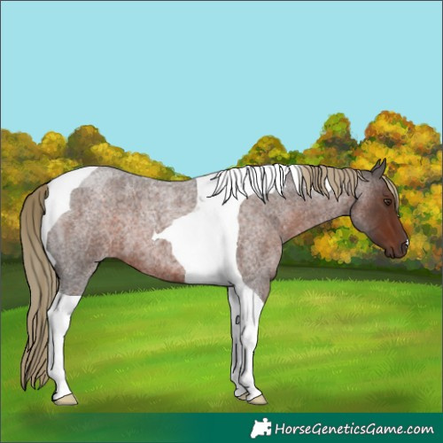 Horse Color:Liver Red Roan Tobiano 