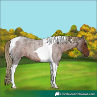 Horse Color:Liver Red Roan Tobiano 
