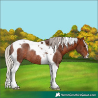Horse Color:Silver Brown Tobiano Rabicano 