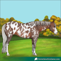 Horse Color:Silver Brown Sabino Appaloosa