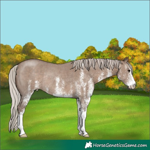 Horse Color:White Spotted Silver Grullo Rabicano 