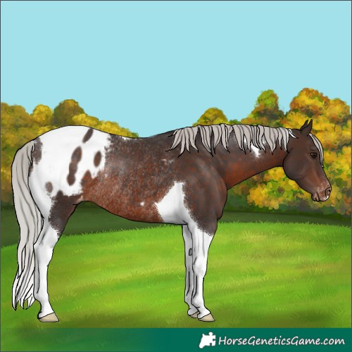 Horse Color:Silver Brown Tobiano Blanket Rabicano 