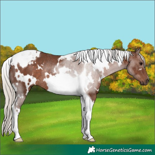 Horse Color:White Spotted Silver Black Tobiano Rabicano 