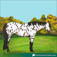 Horse Color:Brown Near Leopard