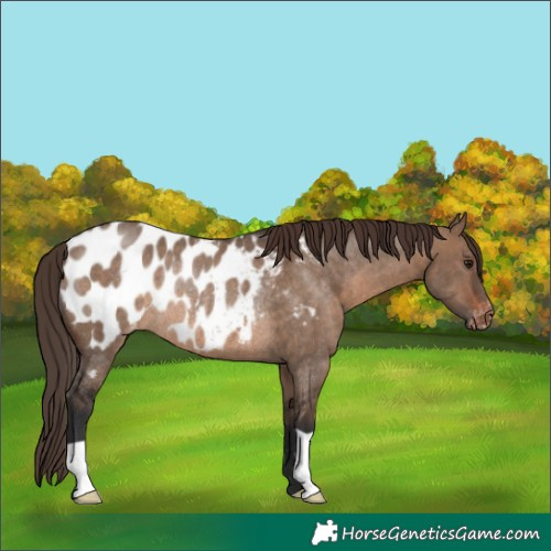 Horse Color:Brown Dun Near Leopard Rabicano 