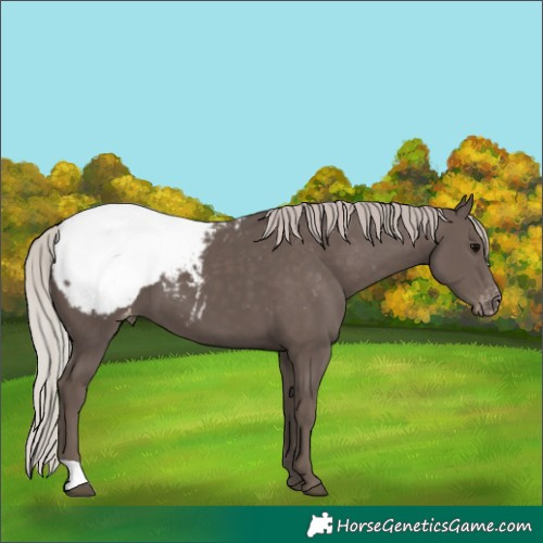 Horse Color:Silver Black Appaloosa 