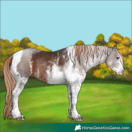 Horse Color:White Spotted Liver Chestnut Tobiano Rabicano 