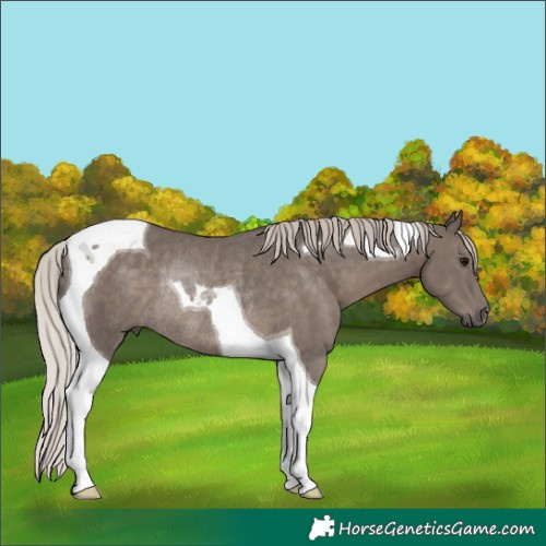 Horse Color:Silver Black Tobiano Rabicano 