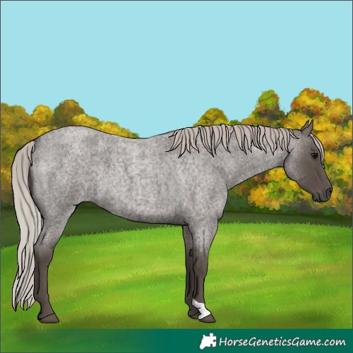 Horse Color:Silver Blue Roan 