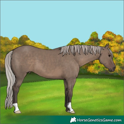 Horse Color:Silver Grullo