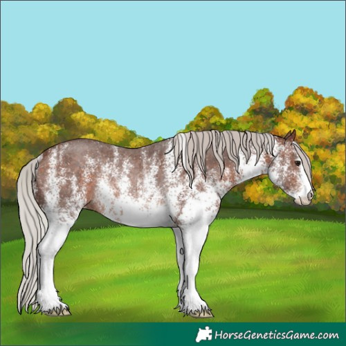 Horse Color:White Spotted Silver Brown Rabicano