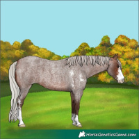 Horse Color:Silver Brown Roan Sabino