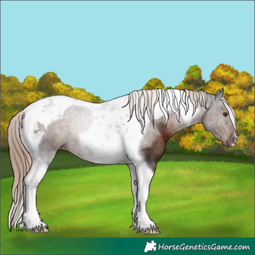 Horse Color:Liver Chestnut Tobiano Rabicano