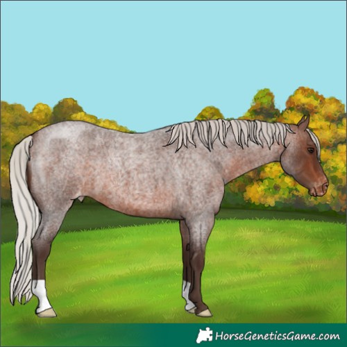 Horse Color:Silver Brown Roan Varnish 