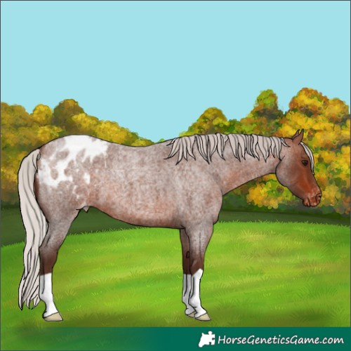 Horse Color:Silver Bay Roan Appaloosa 