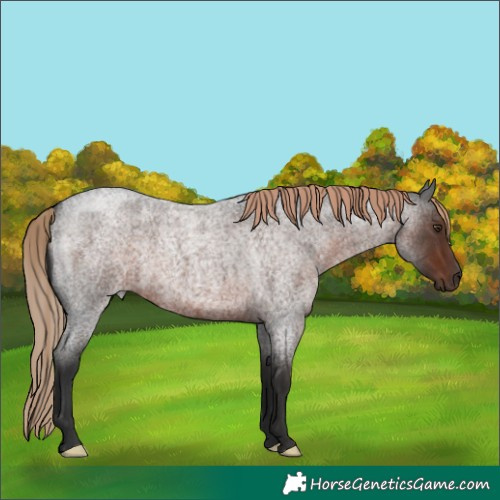 Horse Color:Liver Red Roan 