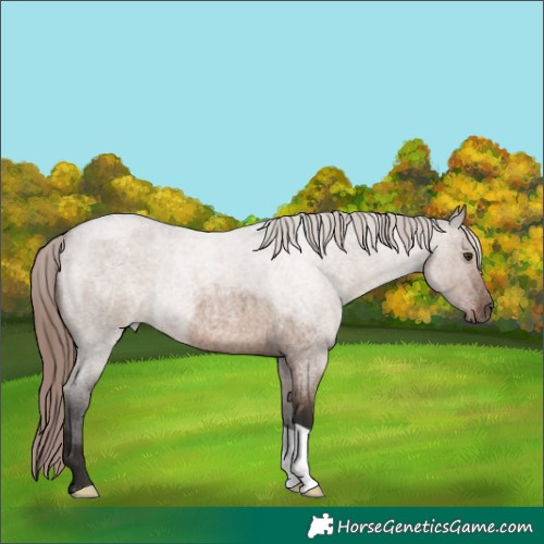 Horse Color:Liver Red Dun Roan