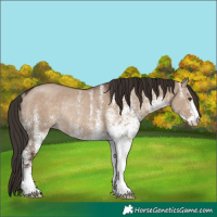 Horse Color:White Spotted Liver Red Dun Rabicano 