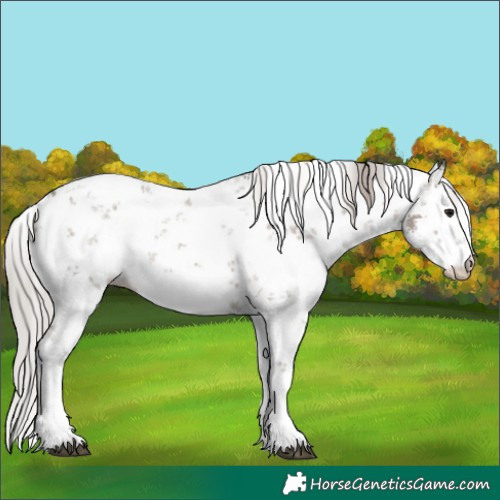 Horse Color:White Spotted Silver Grullo Sabino Rabicano