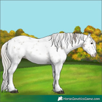 Horse Color:White Spotted Silver Grullo Sabino Rabicano 