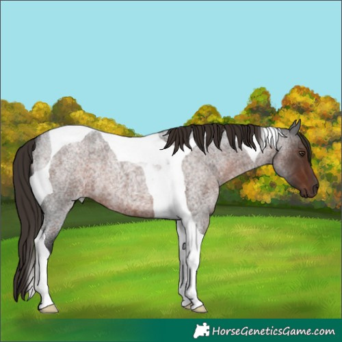 Horse Color:Liver Red Roan Tobiano 