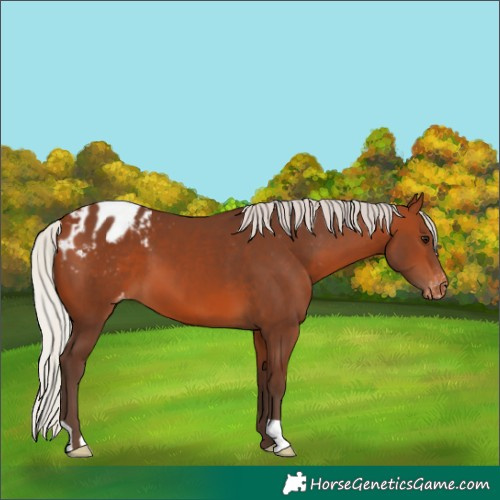 Horse Color:Silver Brown Varnish 