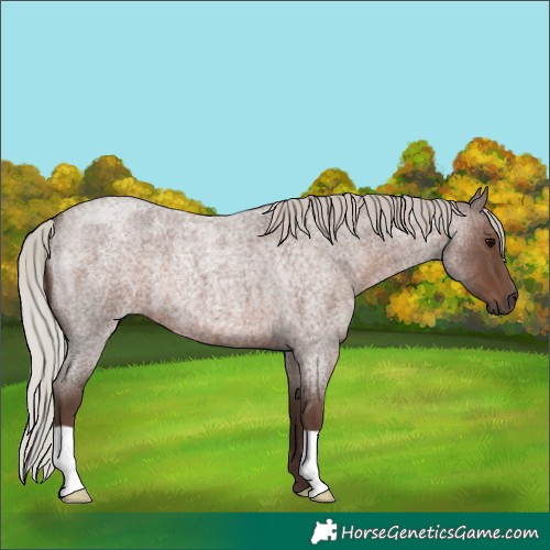 Horse Color:Silver Blue Roan 