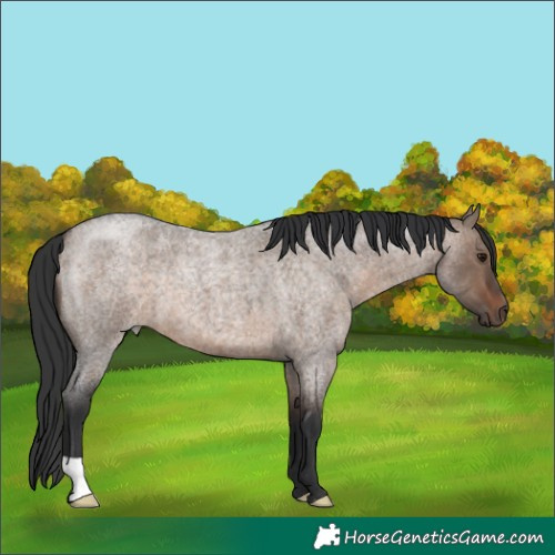 Horse Color:Brown Roan Dun