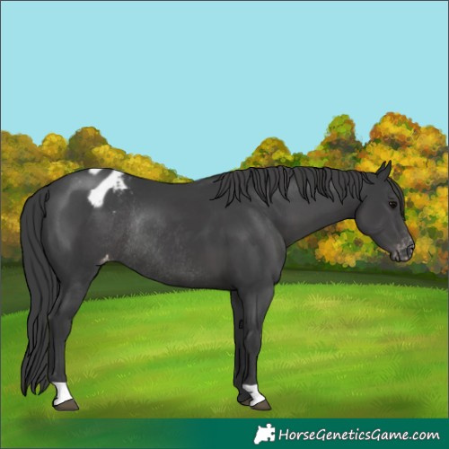 Horse Color:Black Appaloosa Rabicano