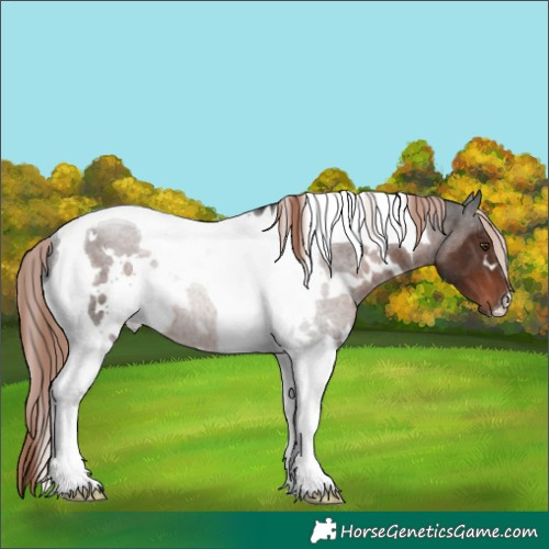 Horse Color:White Spotted Liver Chestnut Tobiano Rabicano 