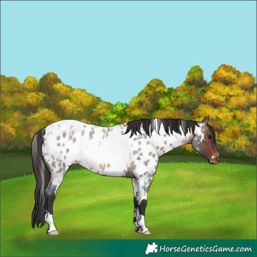 Horse Color:White Spotted Brown Roan Near Leopard 