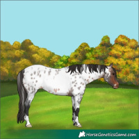 Horse Color:White Spotted Brown Roan Appaloosa
