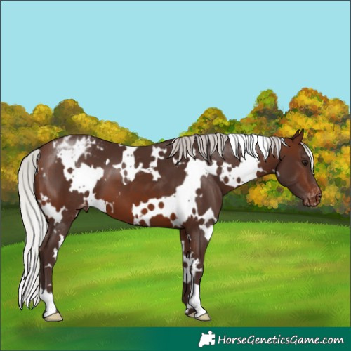 Horse Color:White Spotted Silver Brown Appaloosa