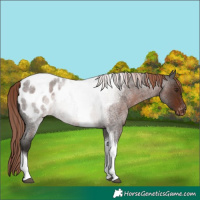 Horse Color:Liver Red Roan Tobiano Appaloosa Rabicano 