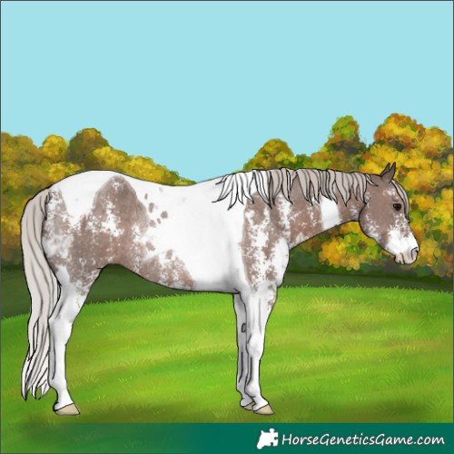 Horse Color:Silver Black Sabino Tobiano Rabicano 