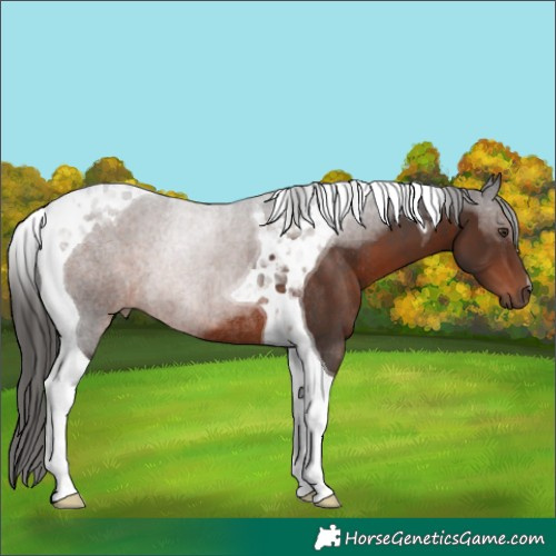 Horse Color:Liver Chestnut Tobiano Rabicano 